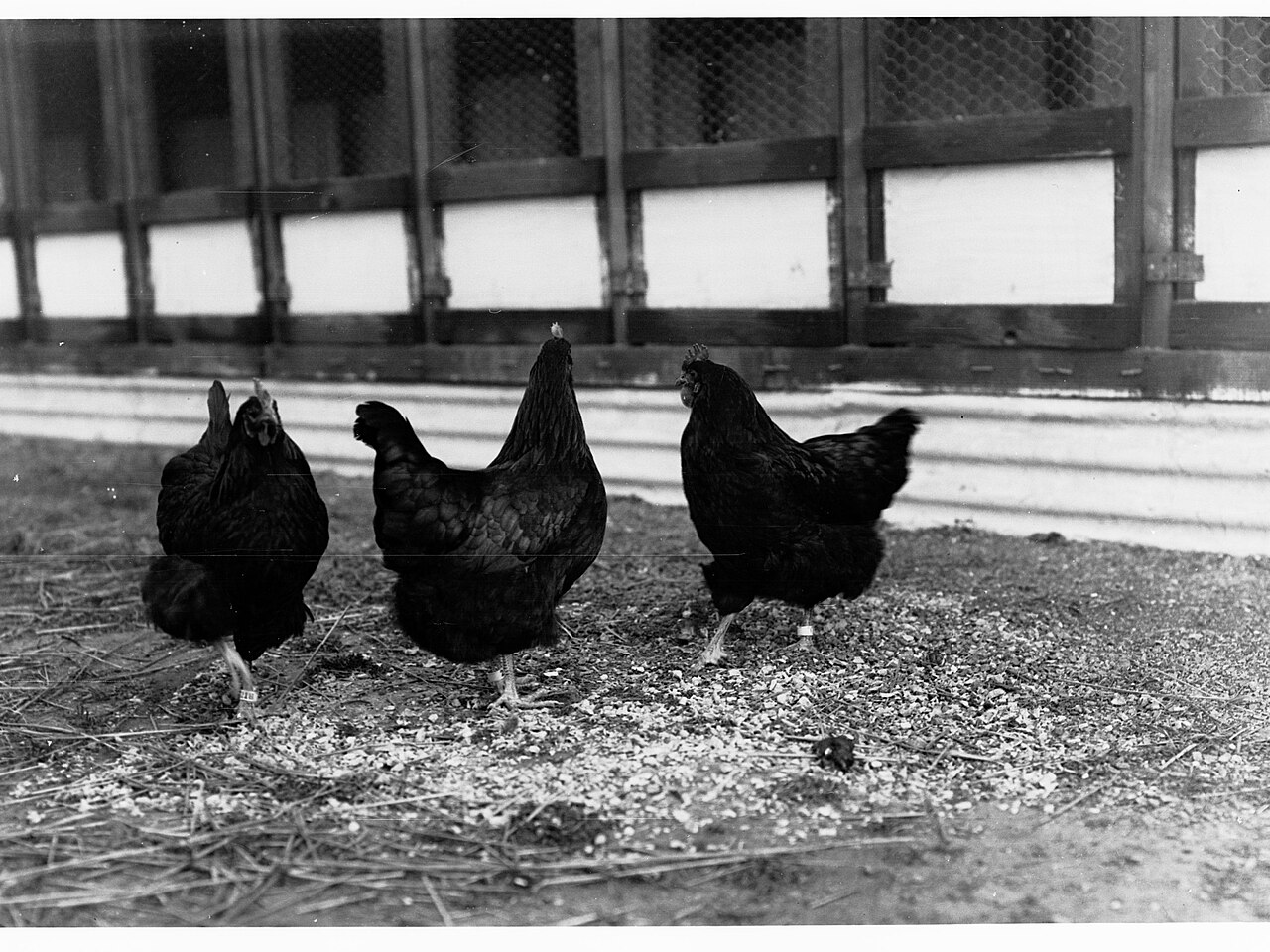 Ayam-ayam di dalam kandang peternakan