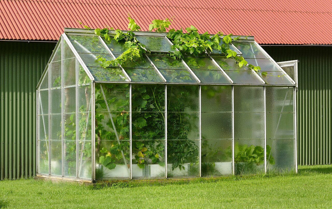 Greenhouse kecil dengan tanaman anggur yang tumbuh subur di dalamnya